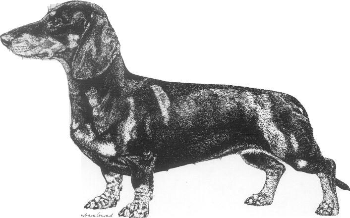 Dog, Dachshund with Dark Tan Eyebrows and Muzzle, Dark Bluish Gray
