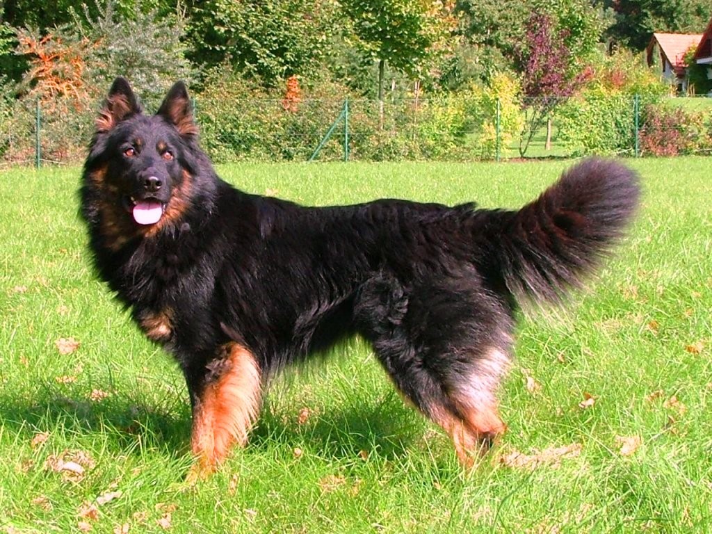 bohemian shepherd